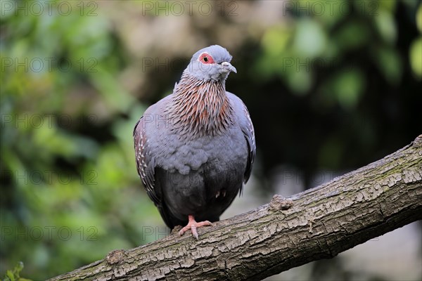 Speckled Pigeon (Columba guinea)