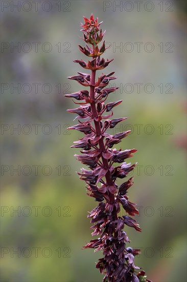 Giant honey flower (Melianthus major )