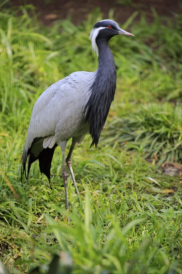 Demoiselle crane (Anthropoides virgo)