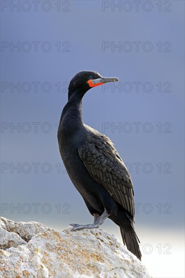 Cape Cormorant