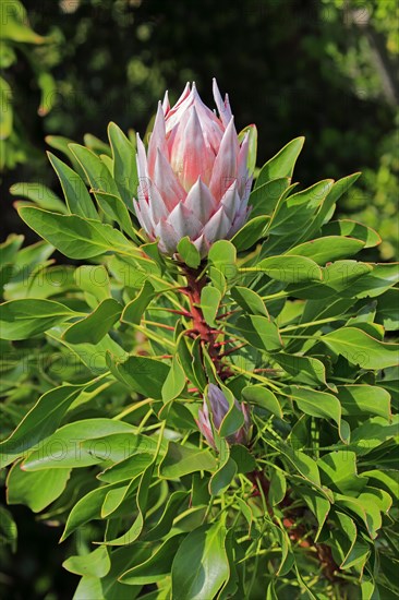 King Protea (Protea cynaroides)