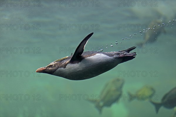 Northern Rockhopper Penguin (Eudyptes chrysocome)