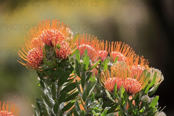 Pincushion protea