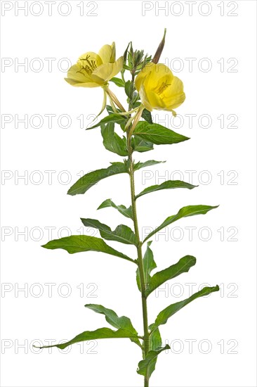 Common evening primrose (Oenothera biennis) on white background