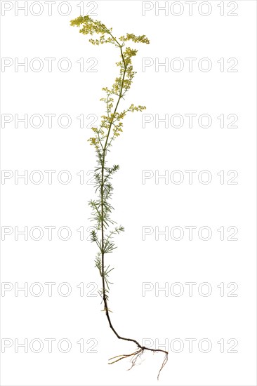 Lady's bedstraw (Galium verum) on white background