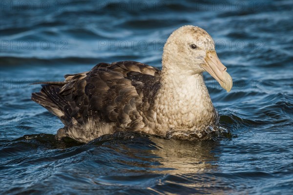 Southern giant petrels (Macronectes giganteus)