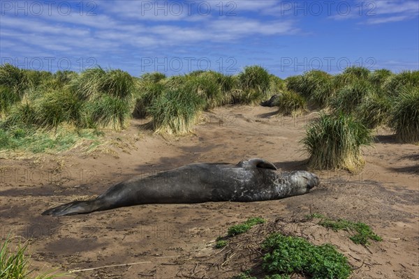 Southern elephant seal (Mirounga leonina)