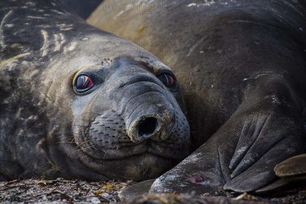 Southern elephant seal (Mirounga leonina)