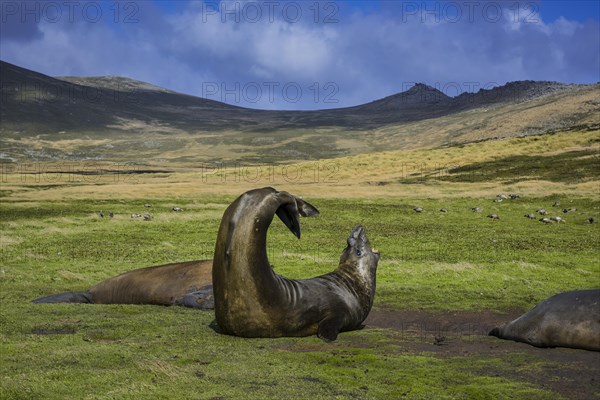 Southern elephant seal (Mirounga leonina)