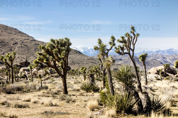 Joshua Trees (Yucca brevifolia) in barren desert landscape