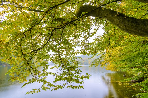 View of the lake Schmaler Luzin in the Feldberger Seenlandschaft in autumn