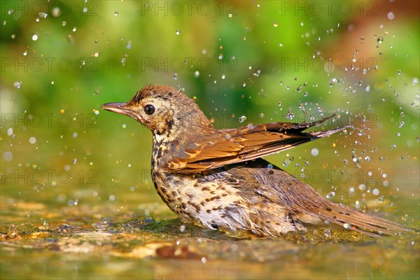 Song thrush (Turdus philomelos) bathes in shallow water