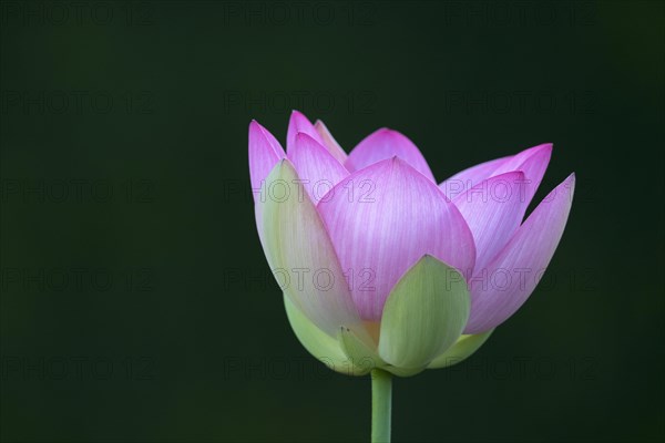 Pink lotus flower (Nelumbo nucifera)