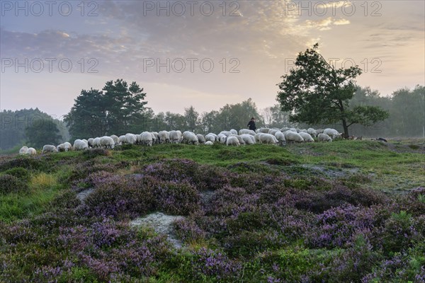 Shepherd with a flock of sheep in the heath at the Thuelsfeld dam at sunrise in the fog