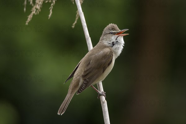 Great Reed Warbler (Acrocephalus arundinaceus) sings to reed stalk