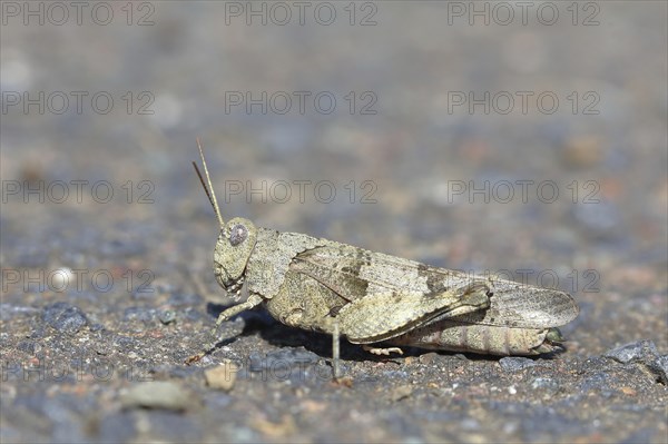 Blue-winged grasshopper (Oedipoda caerulescens ) Ehringshausen