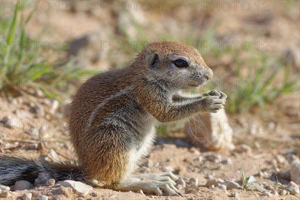 Cape ground squirrel (Xerus inauris)