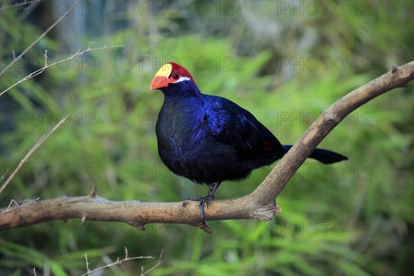 Violet turaco (Musophaga violacea)