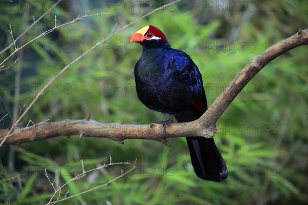 Violet turaco (Musophaga violacea)