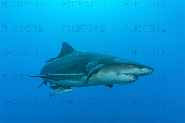 Lemon shark (Negaprion brevirostris)