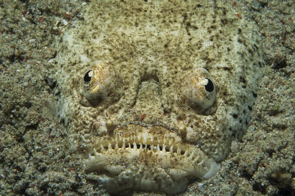 Marbled Stargazer (Uranoscopidae)