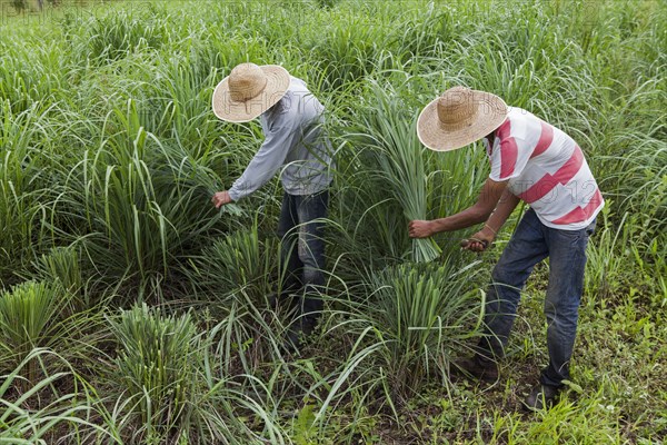 Collecting lemon grass at the eco farm Sao Benedito