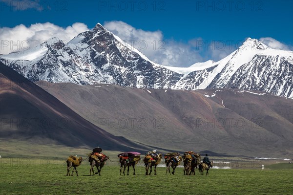 Nomadic Mongolians. Seasonal migration by Camel caravan. Turgen mountains. Uvs province