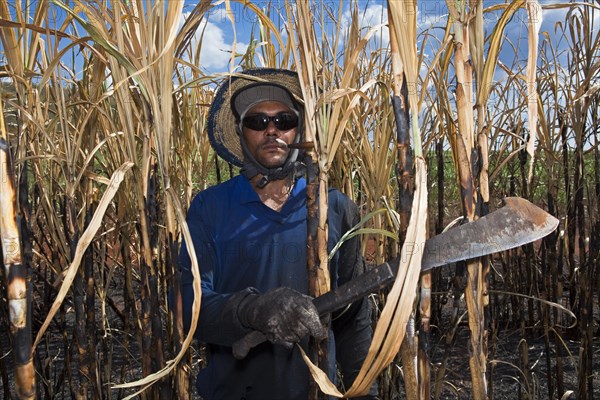 Man with regulation outfit for Manual harvest of burnt sugarcane