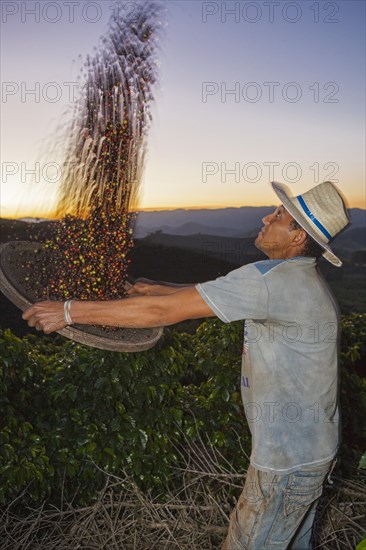 Coffee worker separates coffee cherries from chaff using a basket