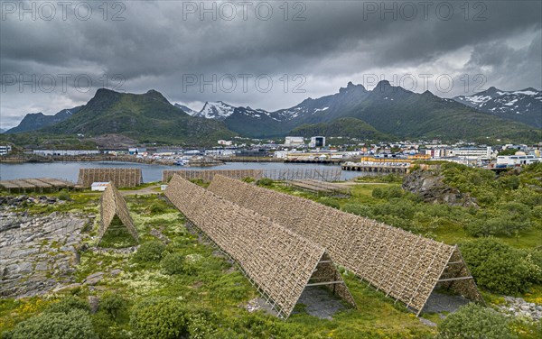 Thousands and thousands of stockfish Fish heads on wooden drying racks