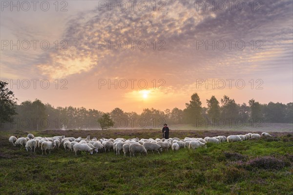 Shepherd with a flock of sheep in the heath at the Thuelsfeld dam at sunrise