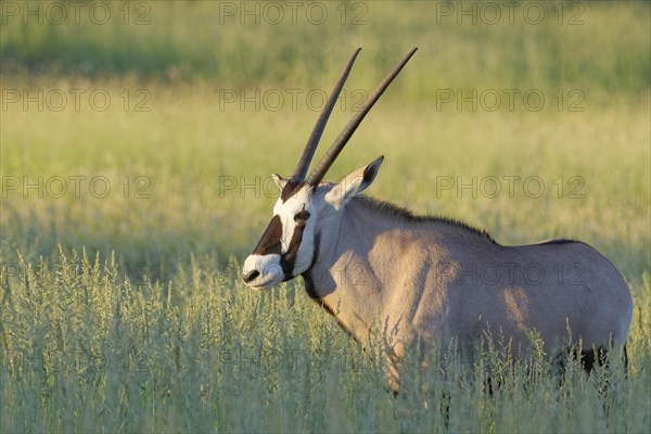 Gemsbok (Oryx gazella)