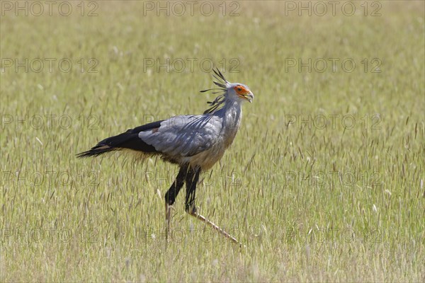 Secretary bird (Sagittarius serpentarius)