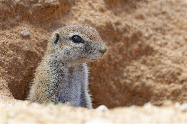 Cape ground squirrel (Xerus inauris)