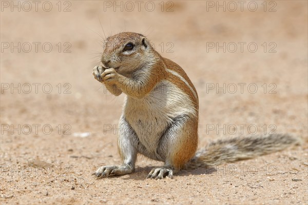 Cape ground squirrel (Xerus inauris)