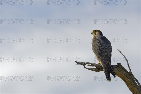 Lanner falcon (Falco biarmicus)