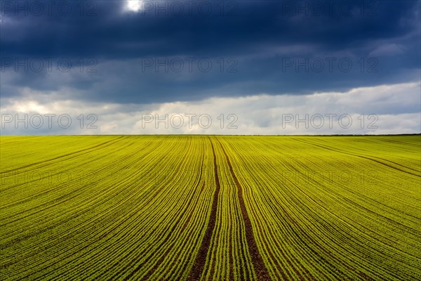 Seed lucerne cultivation