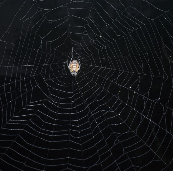 Spider (Eriophora fuliginea) in web