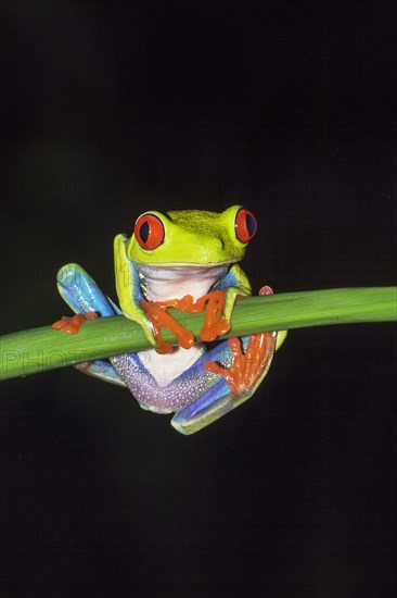 Red-eyed tree frog (Agalychnis callidryas) on green trunk