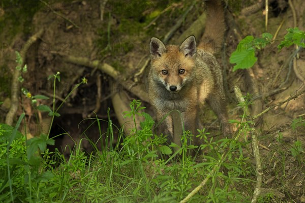 Red fox (Vulpes vulpes)