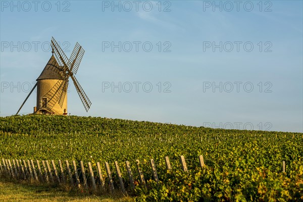 Windmill on the Beaujolais vineyard