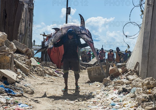 Man carrying a giant swordfish to the fishmarket of Mogadishu