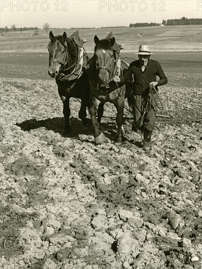 Field cultivation with two horses and harrow