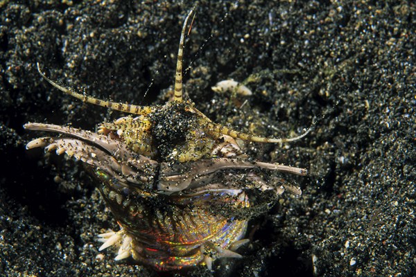 Bobbit worm