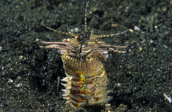 Bobbit worm