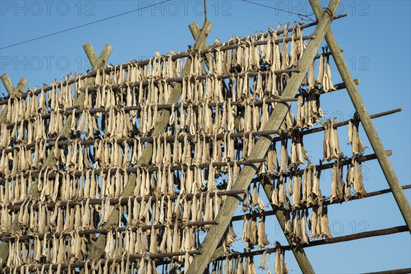 Stockfish on drying rack made of wood