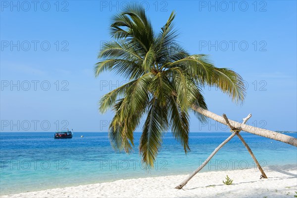 Coconut palm (Cocos nucifera ) with support beam