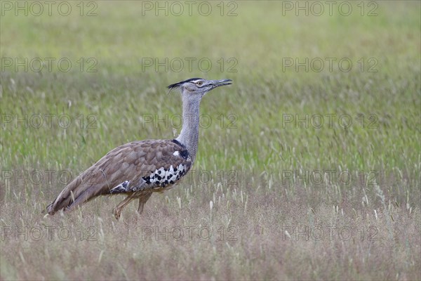 Kori bustard (Ardeotis kori)