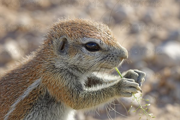 Cape ground squirrel (Xerus inauris)