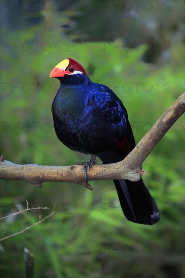 Violet turaco (Musophaga violacea)